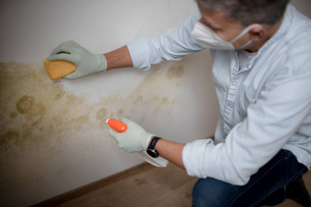 Best Commercial Mold Removal  in Pardeeville, WI