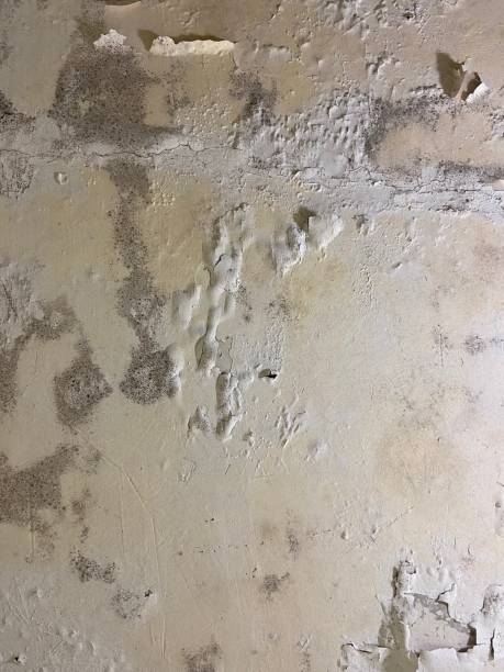 Mold Testing and Removal in Pardeeville, WI
