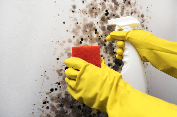 Best Home Mold Removal  in Pardeeville, WI