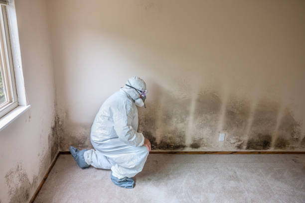 Best Mold Damage Repair  in Pardeeville, WI